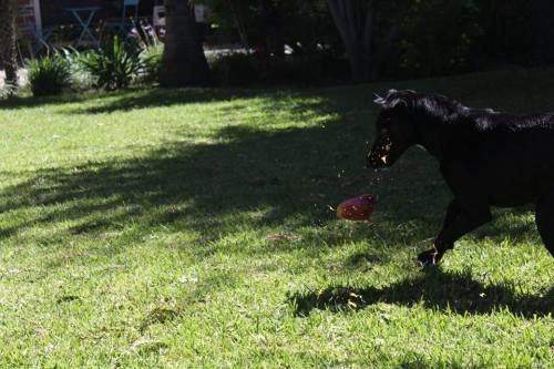 thedognamedepic:The freshly washed hellhound was mangoed.