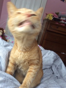 lesbianshepard:  i went to take a photo of my cat and then he sneezed