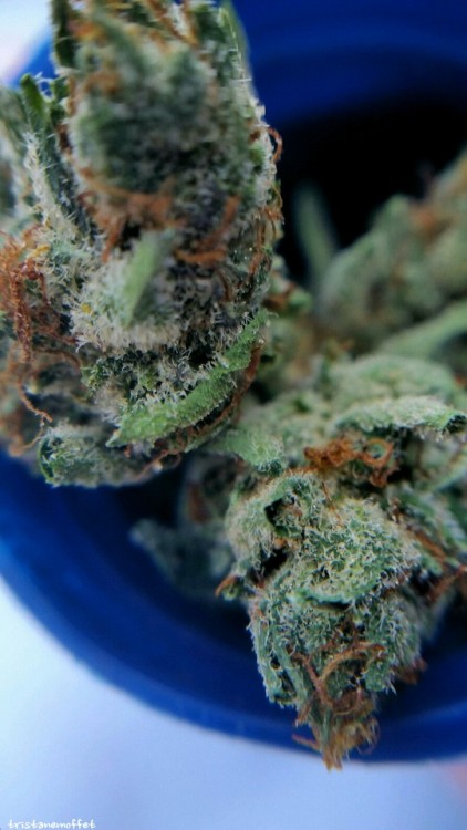 tristanemoffet:Alien Dawg