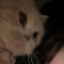 nightpai