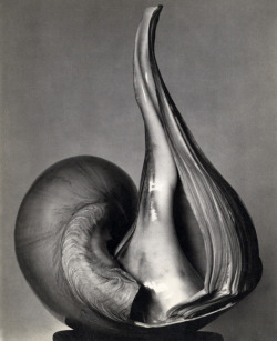 joeinct:  Photo © Edward Weston