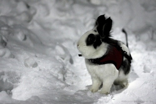 Snow Bunny Boston, MA2013