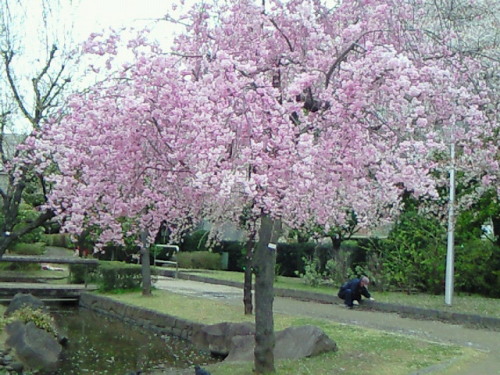 haruka-nature: Hana peach, Shinjyuku TOKYO