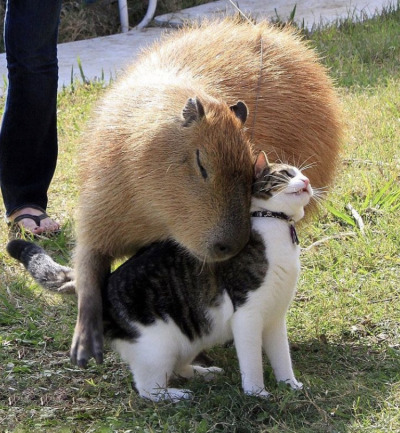 XXX happyheidi:Capybaras and friends ♡𝘊𝘢𝘱𝘺𝘣𝘢𝘳𝘢𝘴 photo