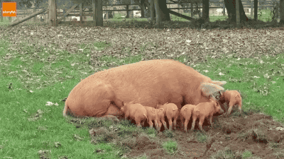 gifsboom:  Don’t mess with momma pig. [video] 