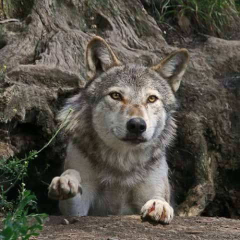 Beautiful Wolves