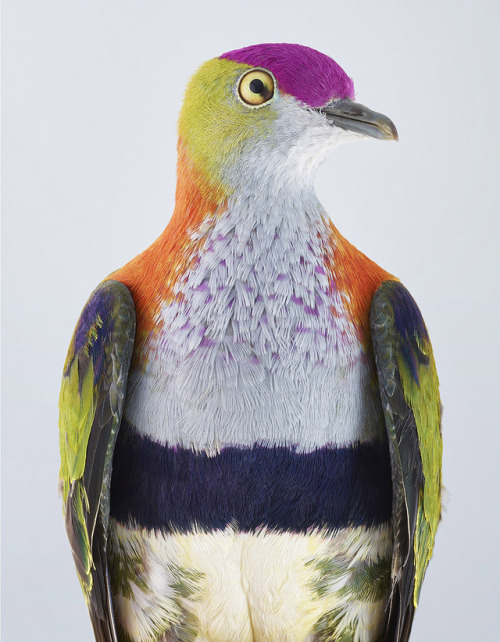 New Feathery Portraits That Peek Inside The Personalities Of Cockatoos And Doves 