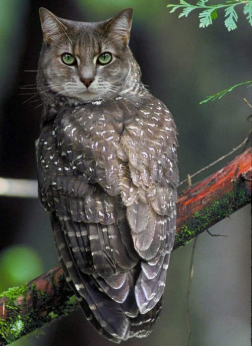 mymodernmet:Meowls are the bizarre yet adorable combination of owls’ bodies with cats’ heads superim