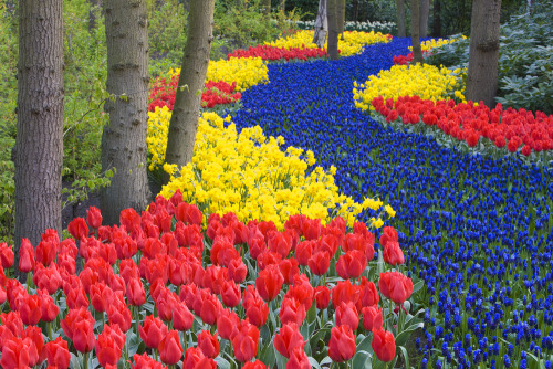 sixpenceee:  The world’s largest flower garden is called Keukenhof. It is located in the Netherlands. The first 2 pictures are known as the River of Flowers. It looks so beautiful that I just want to take a nap there on a sunny day. This garden covers