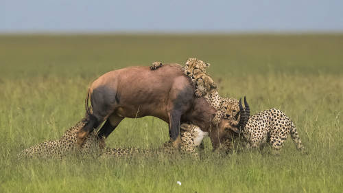 The Meal by Olav Thokle