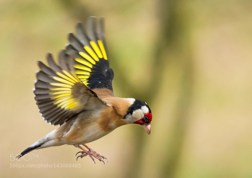 superbnature:European Goldfinch.. by frank742 http://ift.tt/1QUI80q