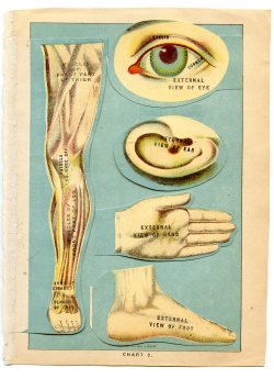 inkhead:Happy Left Handers Day!  vintage anatomical flip bookbone a day   inkhead