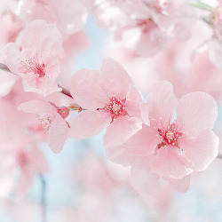 cinnahearts:  Pink Blossom Photograph (by MarascaPhotography)