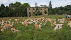 cj-sewers:  mothernaturenetwork:  How many golden retrievers does it take to make you say ‘Awww’?222 golden retrievers gather in Scotland for the Guisachan Gathering, which is held at the home of the man who bred the first golden retriever in 1868.