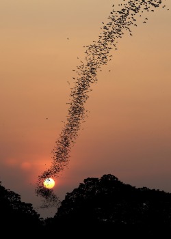 davidcson:  Bats 