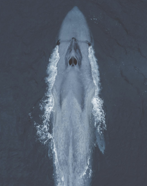 Drone photographs of blue whales - Slater Moore Photography