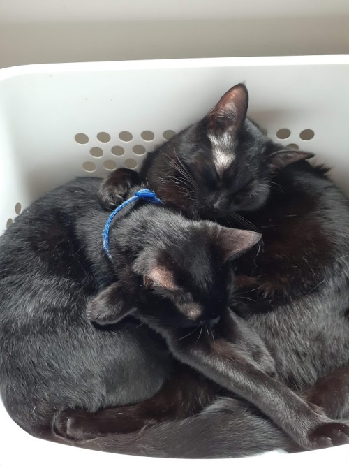 cultofasparagus:Snuggling in a hamper