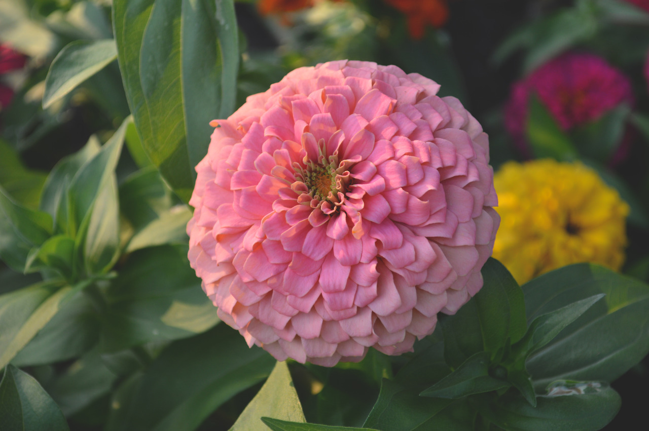 megarah-moon:   🌸pretty pretty pretty🌺   ♡ Prints and more at my Society6