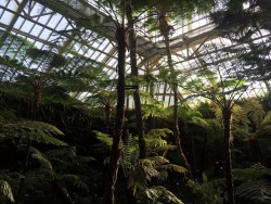 highkeygay:  botanischer garten und botanisches museum berlin-dahlem