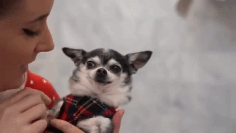 punk-n-politics: ashisintheskies:   kitten-the-anti:   kitten-the-anti:  no more