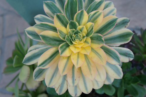 flora-file:aeonium sunburst (by flora-file)