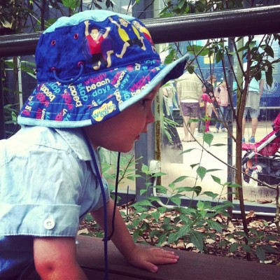 Xav and the butterflies #zoo (at Melbourne Zoo)