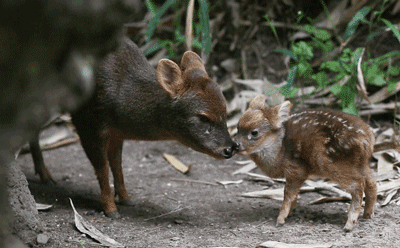 blazepress:  The smallest deer in the world, the Southern Pudu.