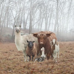 bunnyfood:  Family Photo (via skeetshoot:amygaertner) 