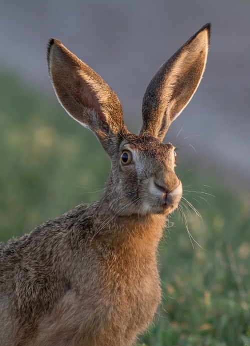 beautiful-wildlife:All Ears by Тесленко Игорь