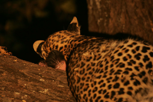 awkwardsituationist:  beverly and dereck joubert (of “the last lions“ fame) spent a year in botswana’s okavango delta following a mother leopard, who had already lost five previous cubs to hyenas and baboons, and her new cub, legadema. they