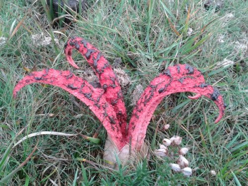 joshpeck:  correctdichotomy:  (image credit to Dan Hoare on twitter) I ONLY JUST LEARNED ABOUT THE EXISTENCE OF THIS MUSHROOM????? WHICH ERUPTS FROM AN EGG BEFORE UNCURLING HELLISH ARMS, EXPOSING ITS STICKY MASS OF SPORES TO BE SPREAD BY FLIES ATTRACTED