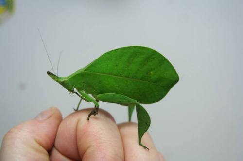 neuse:joala:Spike-headed false-leaf katydid (Aegimia elongata)Animal crossing