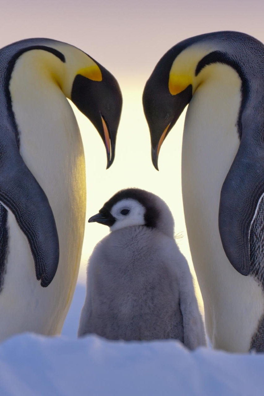 iamallastonishment:  tect0nic:  Parents Love by Anneliese &amp; Claus Possberg