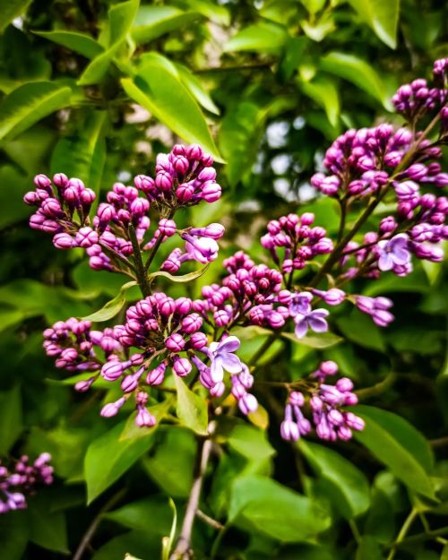 Сирень #beautiful #flowers #trees #green #blooming #spring #macro #lilac #leaves #macrophotography #