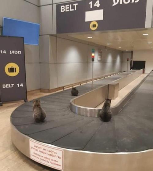 thezeldafanboy:  picsthatmakeyougohmm:  hmmm   The cats have finally returned to the airports :) the earth is healing  