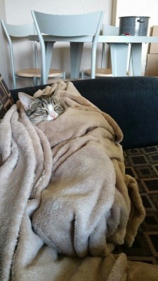 beautifail:  unflatteringcatselfies: This is Freyja, she likes long naps, mice toys and her special kitty blanket.  Me too 