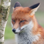 vulpesfoxes