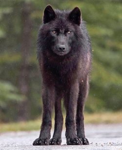 beautiful-wildlife:Black Wolf by © caipriestleyphotography