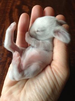 awwww-cute:  Here’s a 30-minute old bunny