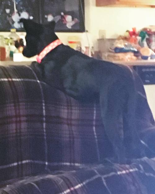 guilttrippingballs:Today’s a weird day, so here’s a pic of how my dog spy’s on the dinning room with