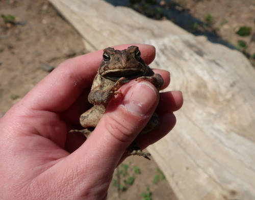 Doctor says I have to hold a toad every day for health reasons
