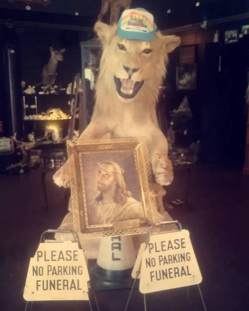 The real deal. #lion #taxidermy #funeral #jesus #dying #theironyisreal #haildarkaesthetics #hail #ea