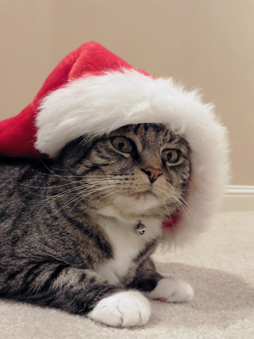 butwilltherebekitties:Merry Christmas (to those who celebrate) from my Christmas kitty to you!