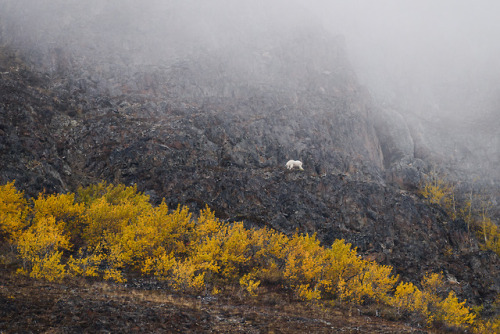 daskibum:White Pass Alaska/British Columbia.  This is pretty much my fall color shooting this y