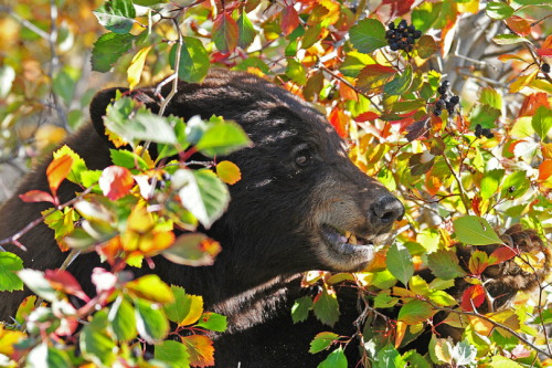 nack-mun:  tulipnight:  Cinnamon-colored Black Bear by Jen Hall  artemispanthar 