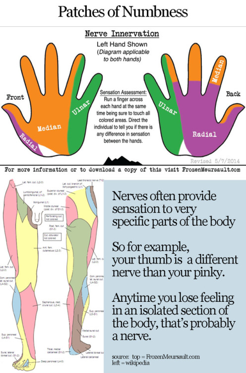 thebeautyofrope: text and layout by TheRopeGeek models:  K, @tardiscunttreasures, @camdamage​, @ropebaby​, @jewelryandfire​ Nerve Injury Reference Card from frozenmeursault.com 