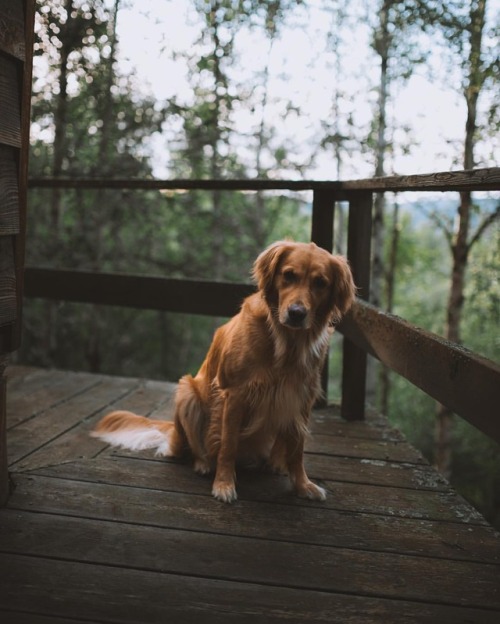 milliethegoldendog:Cabin pup.. : @johnwingfield(at Fairbanks, Alaska)