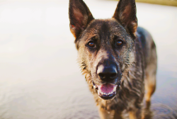 handsome dogs for you in these trying times