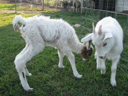 And to settle the score after the stillborn cria, here&rsquo;s one that&rsquo;s very much alive and being adorable playing with a goat :D buhhhh i love them.