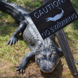 phototoartguy:  Alligator 08 by Stingray Photography on Flickr.